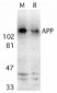 APP / Beta Amyloid Antibody (aa737-751)